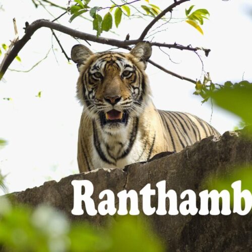 Royal Package of Ranthambore jaipur 3 Nights 4 Days EX Delhi