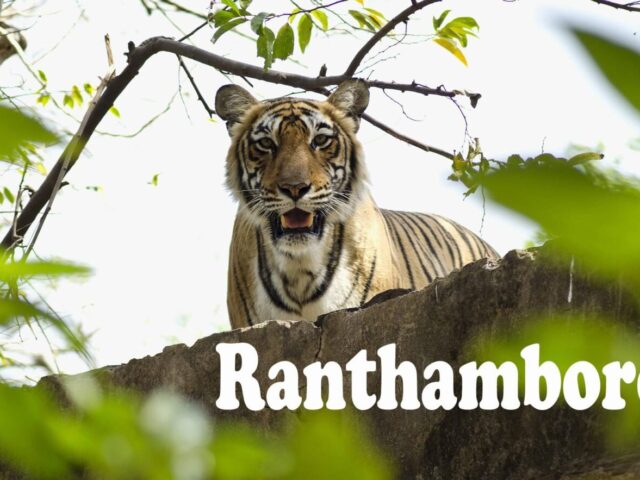 Royal Package of Ranthambore jaipur 3 Nights 4 Days EX Delhi